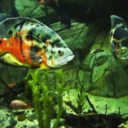 Prevención enfermedades en Peces Tropicales
