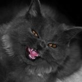 Que hacer con un Gato Agresivo