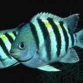 Tratamiento enfermedades Peces