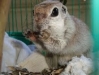 rocky-3