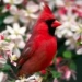 th_1178652388_cardinaldelnorte