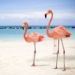 th_1217722724_flamingo