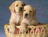 perros-cachorros