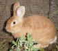 conejo