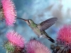 colibri05