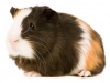 guinea pig