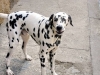 dalmata