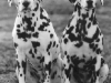 dalmata2