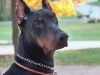 doberman-perfil