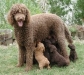 french-poodle french-poodle