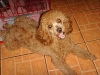 fresh-poodle fresh-poodle