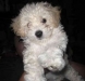 miniatura-poodle miniatura-poodle