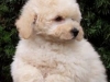 poodle-10 poodle-10