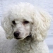 poodle-french poodle-french