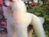 poodle-toy2 poodle-toy2