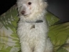 poodle_toy3 poodle_toy3