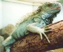 iguanas