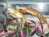 red_iguana