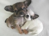 animales_amorosos_25265