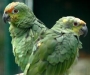 fotos-loros-verdes_0