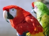 loros