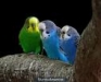 images-4
