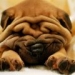 thumbs th 1223153435 belen Los Perros y las enfermedades que pueden transmitir