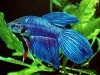 thumbs betta macho azul Enfermedades mas comunes en los peces de acuario