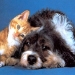 thumbs foto perro gato p Parasitos !! la amenaza de nuestras mascotas