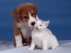 thumbs fotos perros gatos peq Parasitos !! la amenaza de nuestras mascotas
