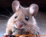 ratones-1a