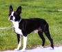 boston-terrier