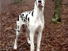 gran-danes