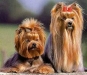 yorkshire-terrier