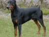thumbs doberman Los Perros ideales para personas solas, los protectores