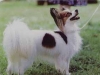 thumbs papillon Los Perros ideales para personas solas, los protectores