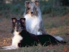 thumbs pastor shetland Los Perros ideales para personas solas, los protectores