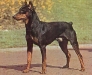 thumbs pinscher Los Perros ideales para personas solas, los protectores