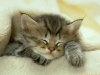 thumbs gato Terapias con mascotas