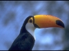 tucan-0005