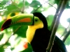 tucan-1