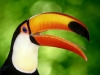 tucan1