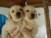 14867_cachorros-anuncio-modificada