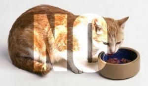 Lo que nunca debe comer un gato