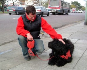 comportamiento perro