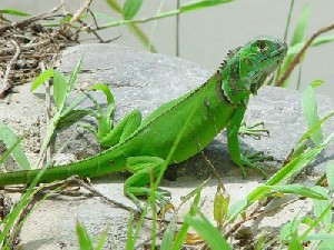 iguana 2