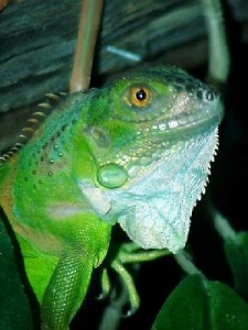iguana