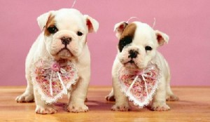 corazon perros