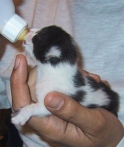 gatito2