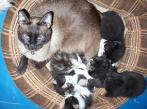 gattito1